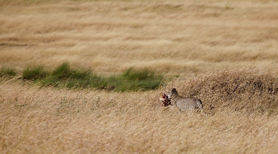 Bush Safari vs. Desert Safari: Key Differences